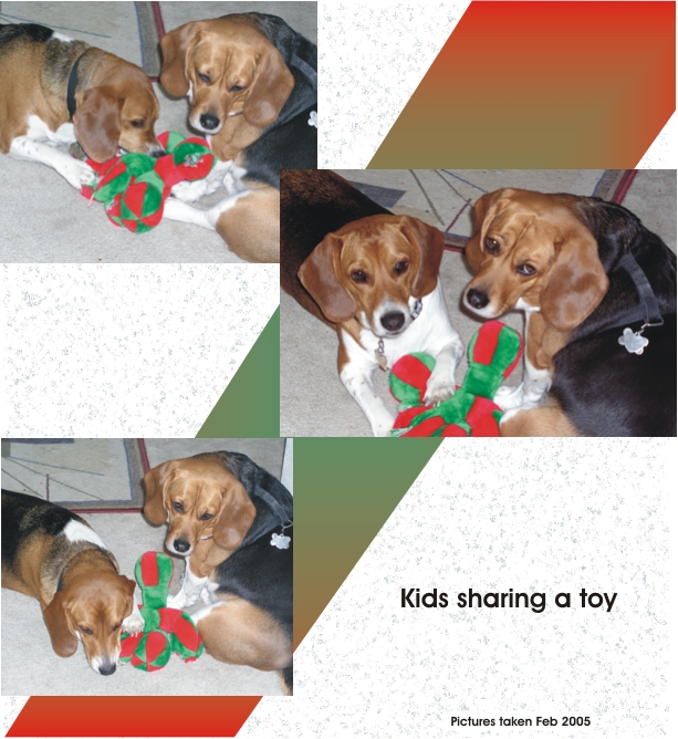 Betty Beagle & Billy Beagle playing nice