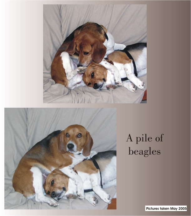 Betty Beagle & Billy Beagle as a pile of beagles