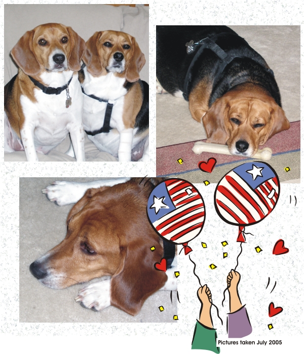 Betty Beagle & Billy Beagle fourth of July celebration