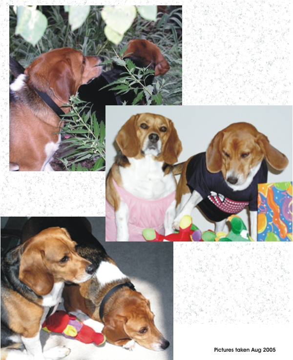 Betty Beagle & Billy Beagle enjoy summer