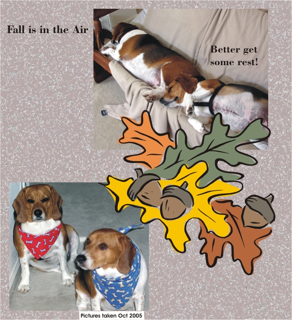 Betty Beagle & Billy Beagle fall is in the air