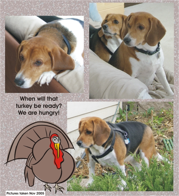 Betty Beagle & Billy Beagle - Le't eat