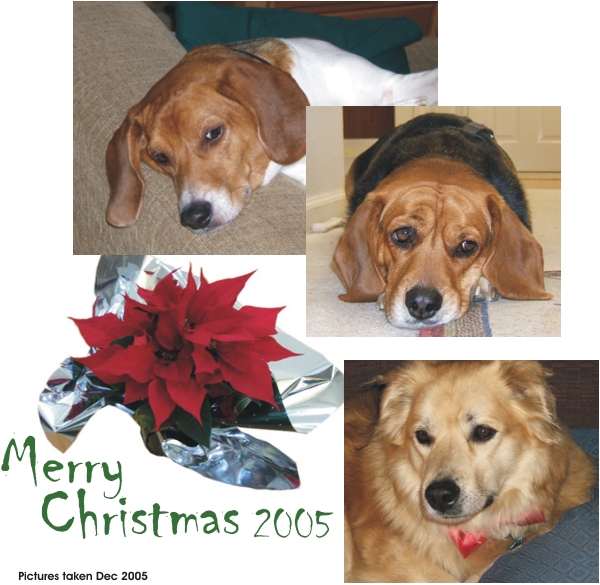 Betty Beagle & Billy Beagle & Lucky Dog love Christmas