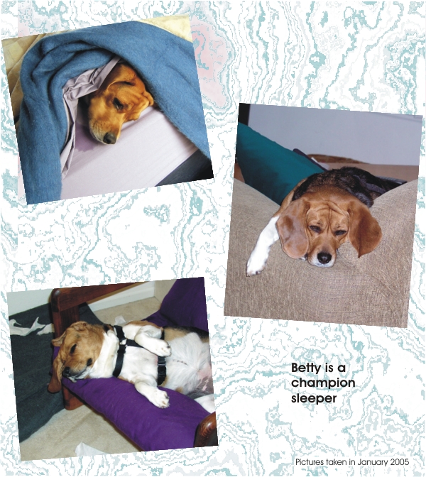 Betty Beagle sure likes to sleep