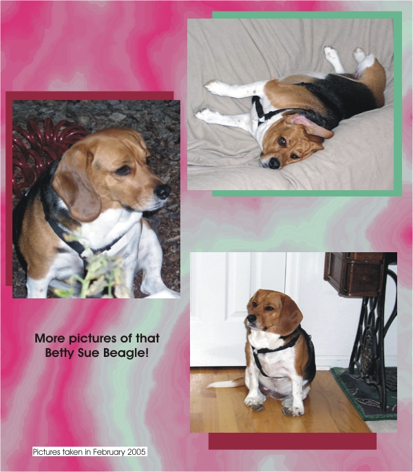 Betty Beagle at home