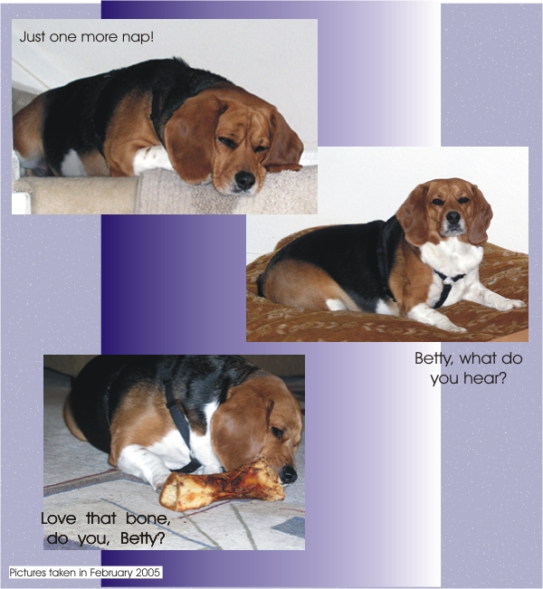 Betty Beagle, what do you hear?