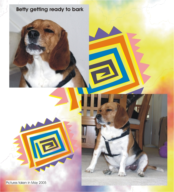 Betty Beagle getting ready to let out a bark