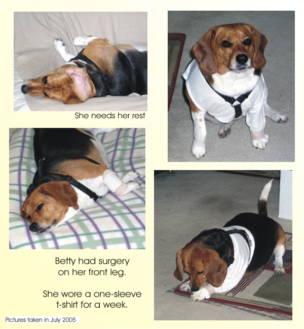 Betty Beagle recovering from surgery