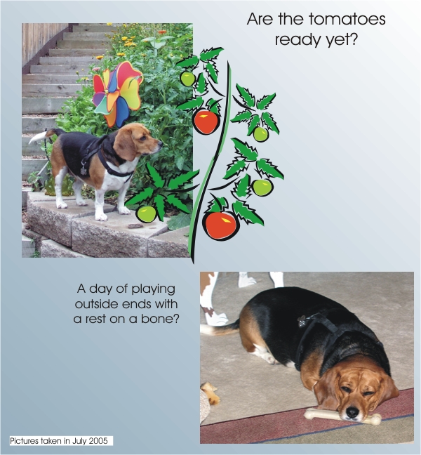 Betty Beagle, do don't eat tomatoes!