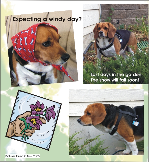 Betty Sue Beagle is expecting a windy day in the garden