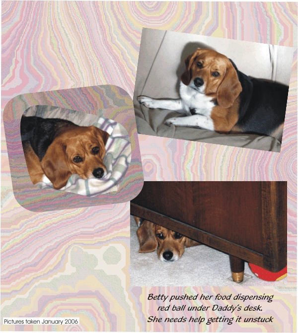 Betty Beagle - cute as can be
