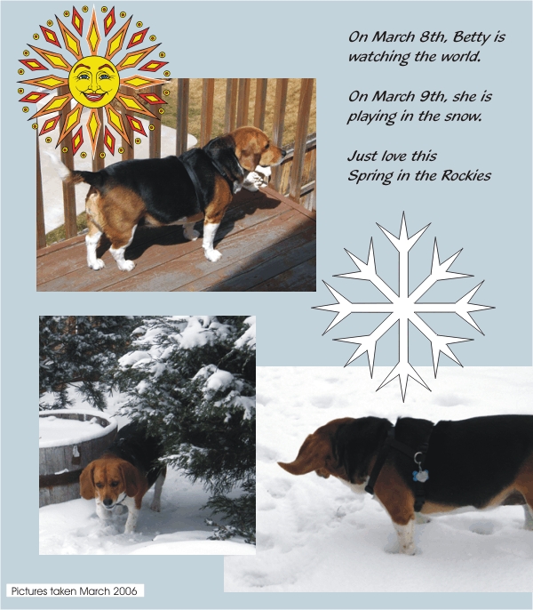 Betty Beagle loves spring time in the Rockies