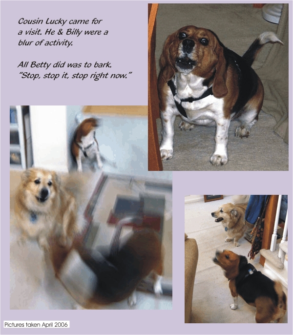 Betty Beagle barking out orders