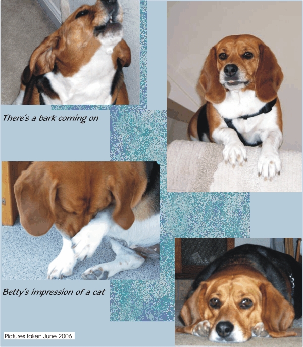 Pictures of the one & only Betty Sue Beagle