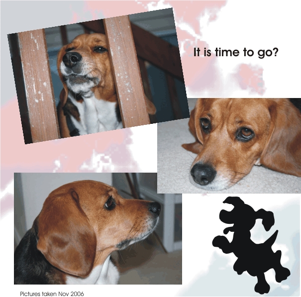 Betty Beagle - time to go?