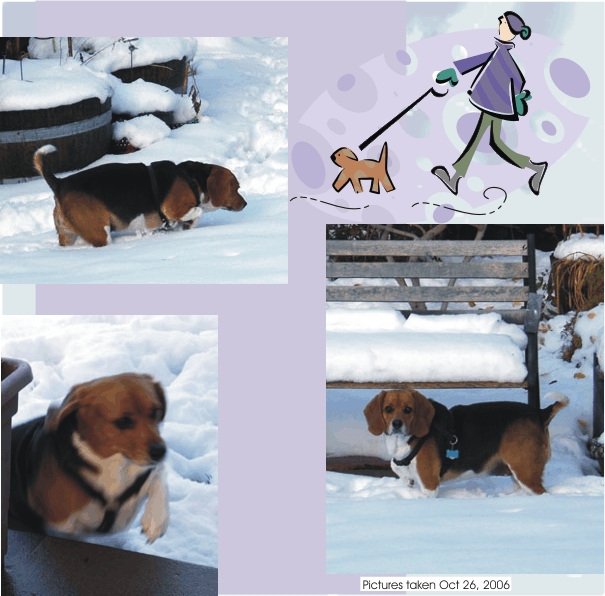 Betty Beagle - Loving the Snow