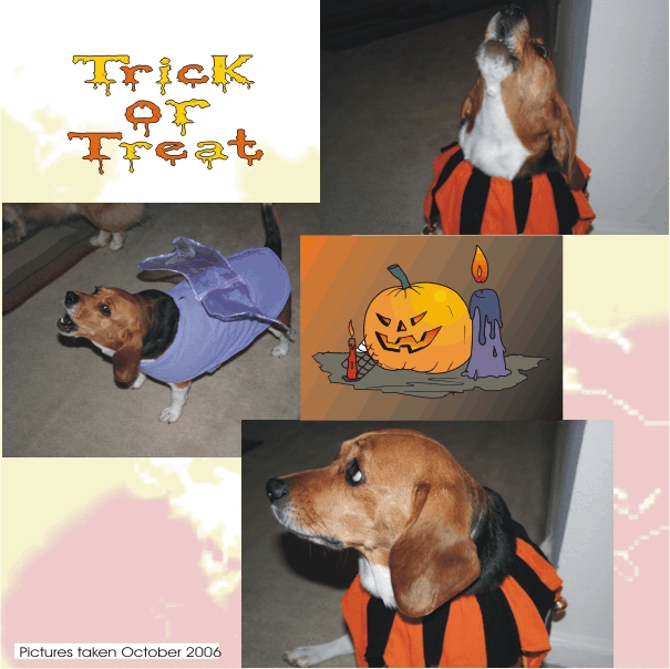 Betty Beagle - trick or treat