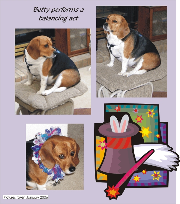 Betty Beagle - performs a balancing act