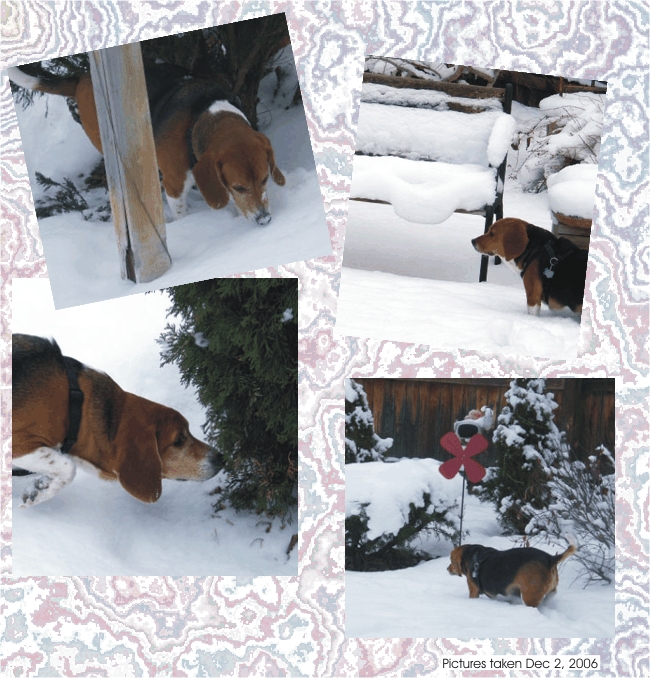 Bill & Betty love to play in the snow