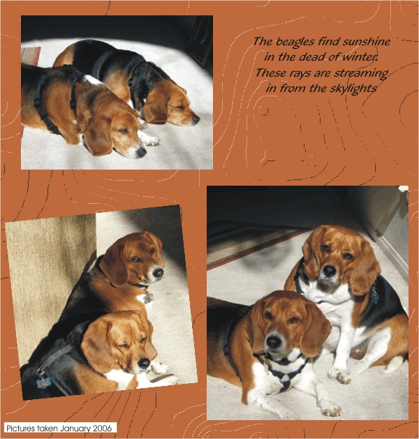 Betty Beagle & Billy Beagle are sun-seeking dogs