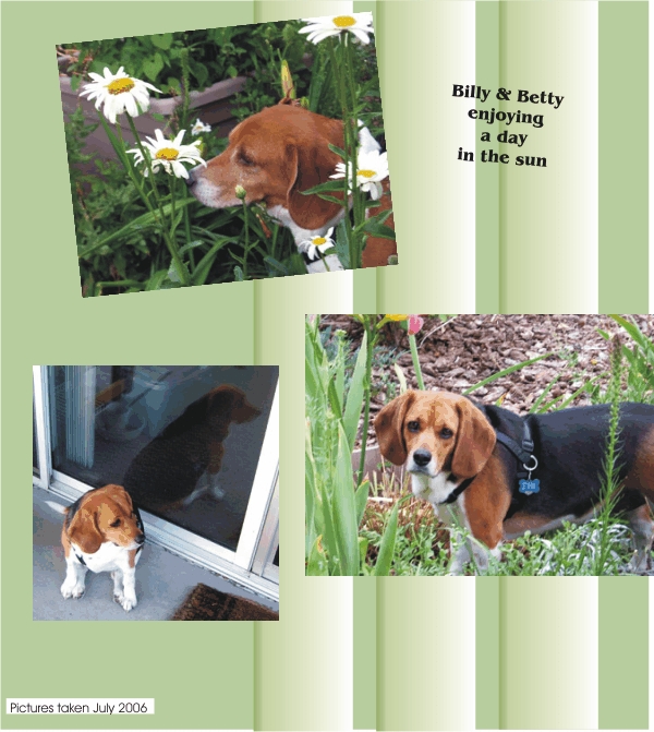 Betty Beagle & Billy Beagle enjoying a day in the sun