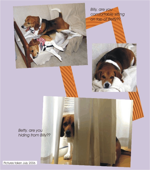Billy Beagle & Betty Beagle at home