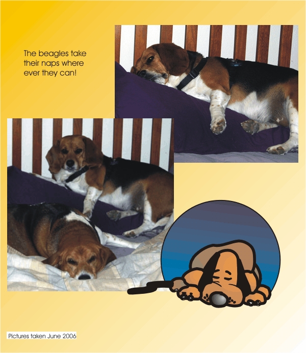Billy Beagle & Betty Beagle take their naps where ever they can