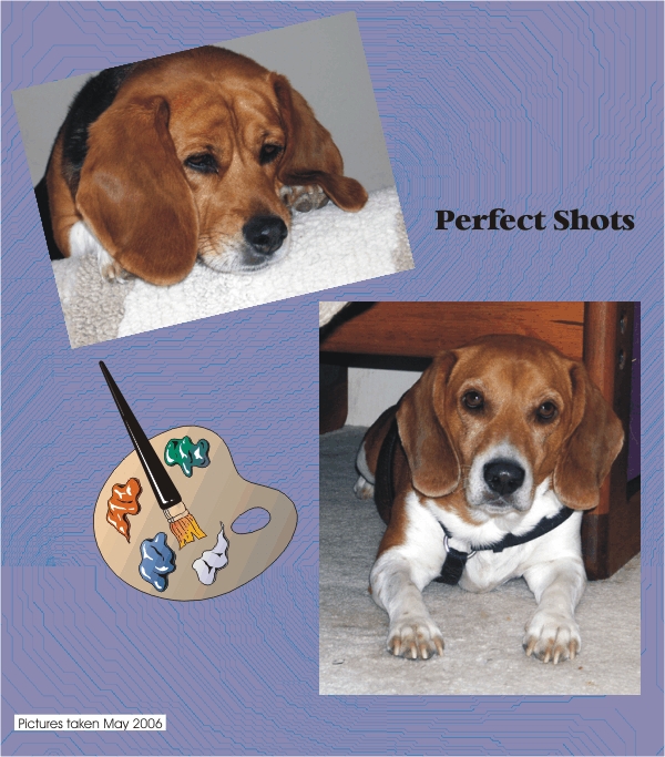 Billy Beagle & Betty Beagle Perfect Shots