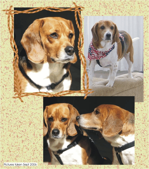 Billy Beagle & Betty Beagle, what's the secret?