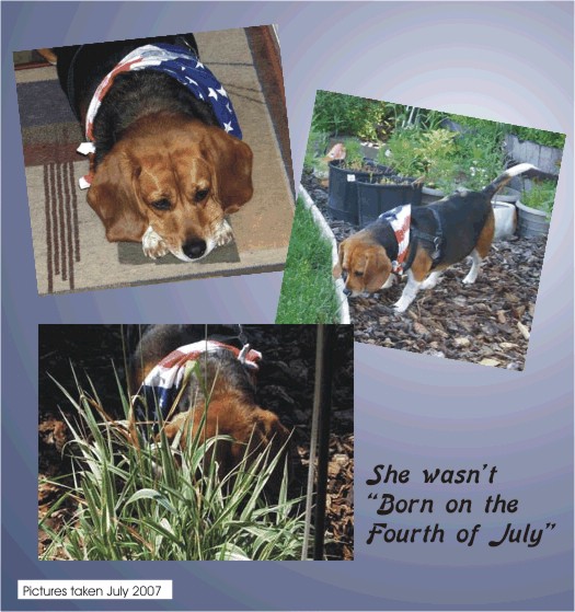 Betty Beagle wasn't born on the fourth of July