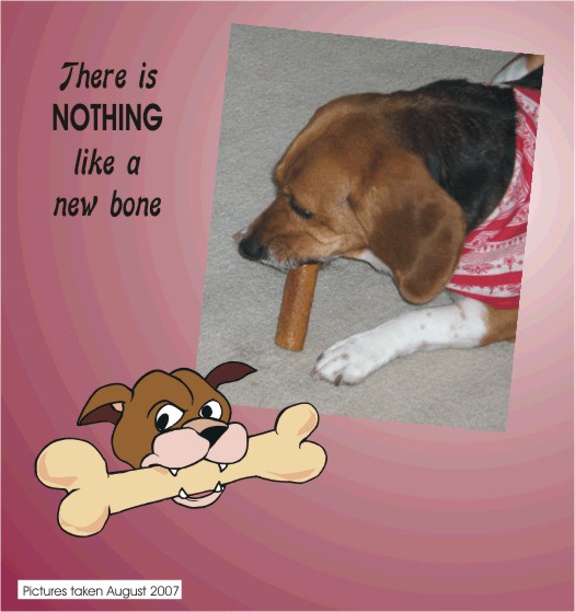 Betty Beagle -- there is nothing like a new bone