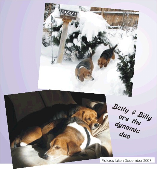 Betty Beagle & Brother Billy - What a dynamic du0