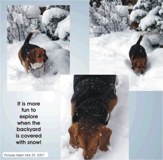 What fun to explore the backyard when it is covered with snow.