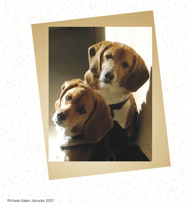 Betty Sue & Billy Bob Beagle - what a joy