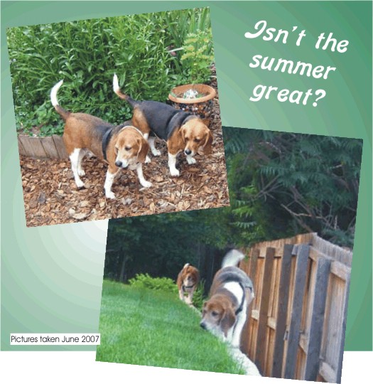 Billy Beagle, "Isn't the Summer Great? 