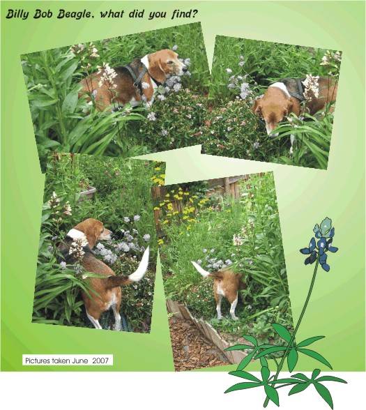 Billy Bob Beagle loves exploring in Mom's garden.