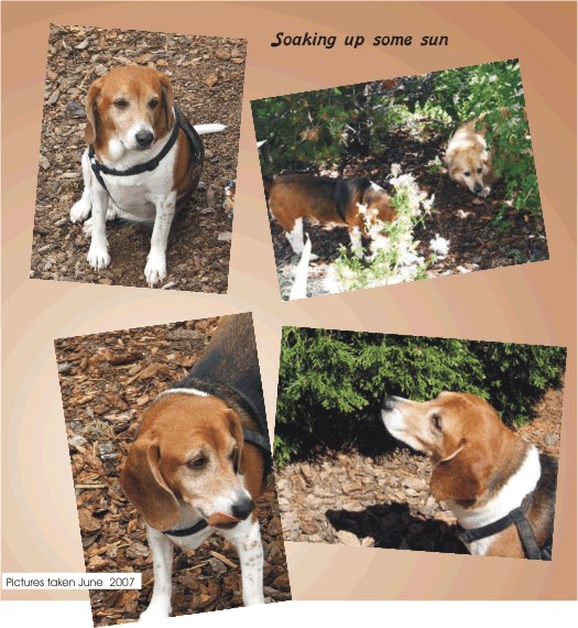 Billy Bob Beagle soaking up some sun