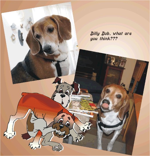 Billy Bob Beagle - what are you thinking?