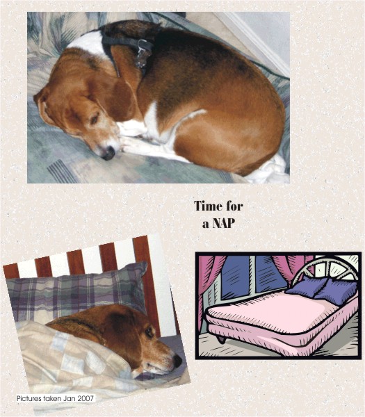 Happy New Year - Another Year, Time for Another Nap