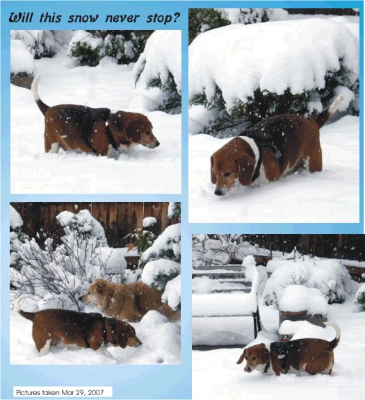 Billy Bob Beagle in a deep Colorado Spring snow