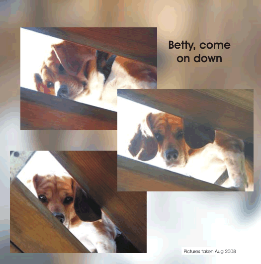 Betty Beagle, Come on Down