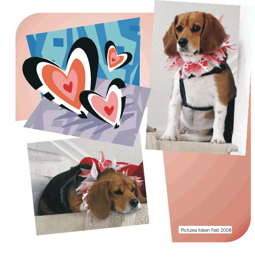 Betty Beagle looks a little bored with Valentines Day