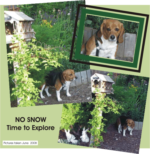 Betty Beagle -- The snow is gone, it is time to explore