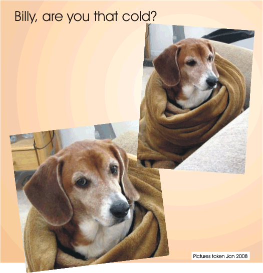 Billy Beagle, are you that cold?