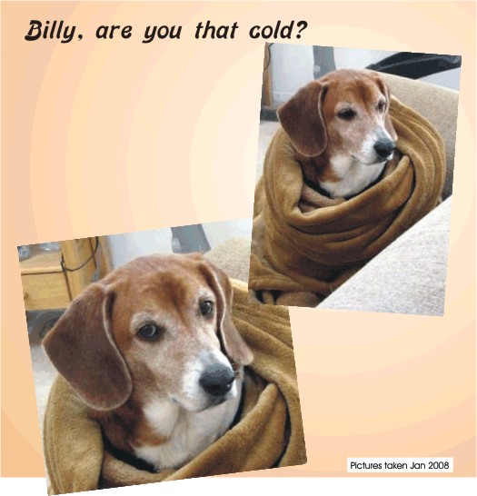 Billy Beagle, are you that cold?
