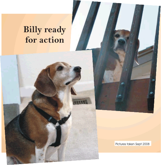 Billy Beagle -- Ready for action