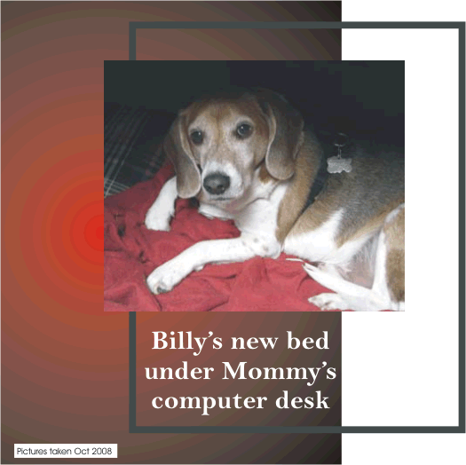 Billy Bob Beagle -- Under Mom's computer desk