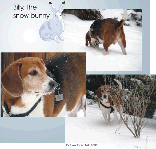 Billy Bob Beagle a real snow bunny
