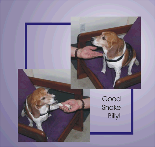 Billy Beagle's only trick - shake