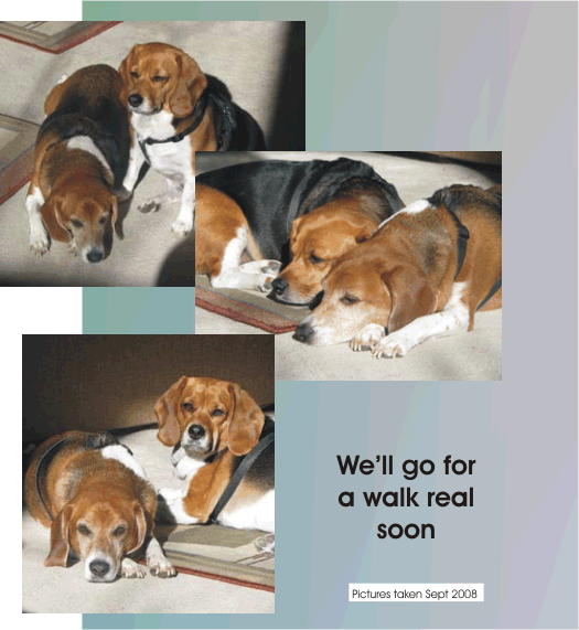 Billy Beagle & Betty Beagle, we'll go for a walk real soon